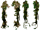 creepingvine1