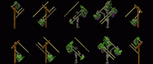 grape_vines