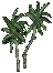 smallpalm_plain